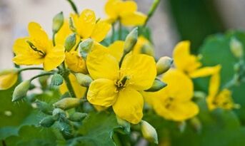 Narodne metode liječenja gljivica nogu